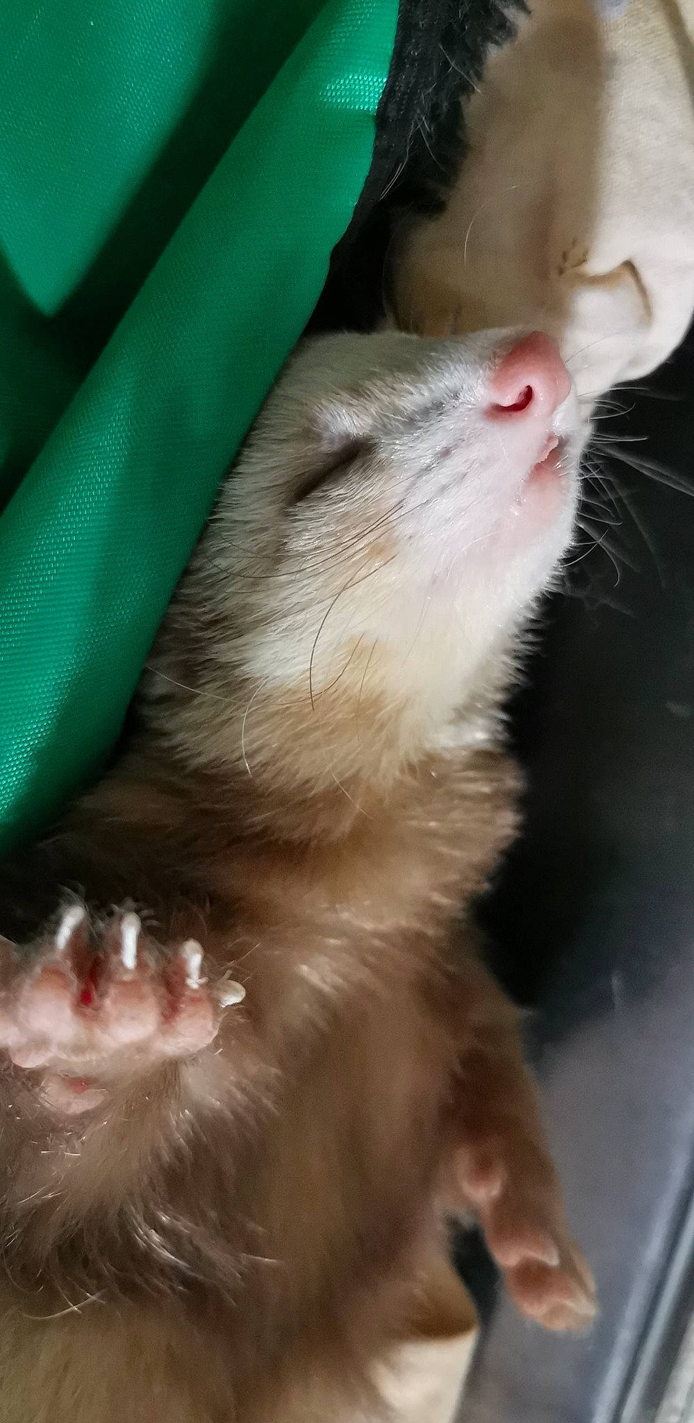 Lardon participe au concours pour gagner de l'argent avec cette photo : carnivore, claw, common_opossum, ferret, fur, jaw, mammal, marsupial, marten, mink, mouth, mustelidae, mustelinae, nose, polecat, skin, snout, tooth, virginia_opossum, whiskers