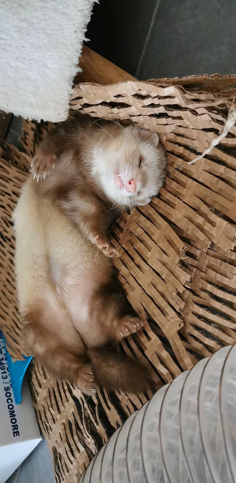 Lardon a rejoint le concours — aidez-le/la à gagner de superbes lots ! degu, fawn, ferret, fur, gerbil, hamster, mink, mouse, muridae, muroidea, mustelidae, mustelinae, rat, rodent, whiskers