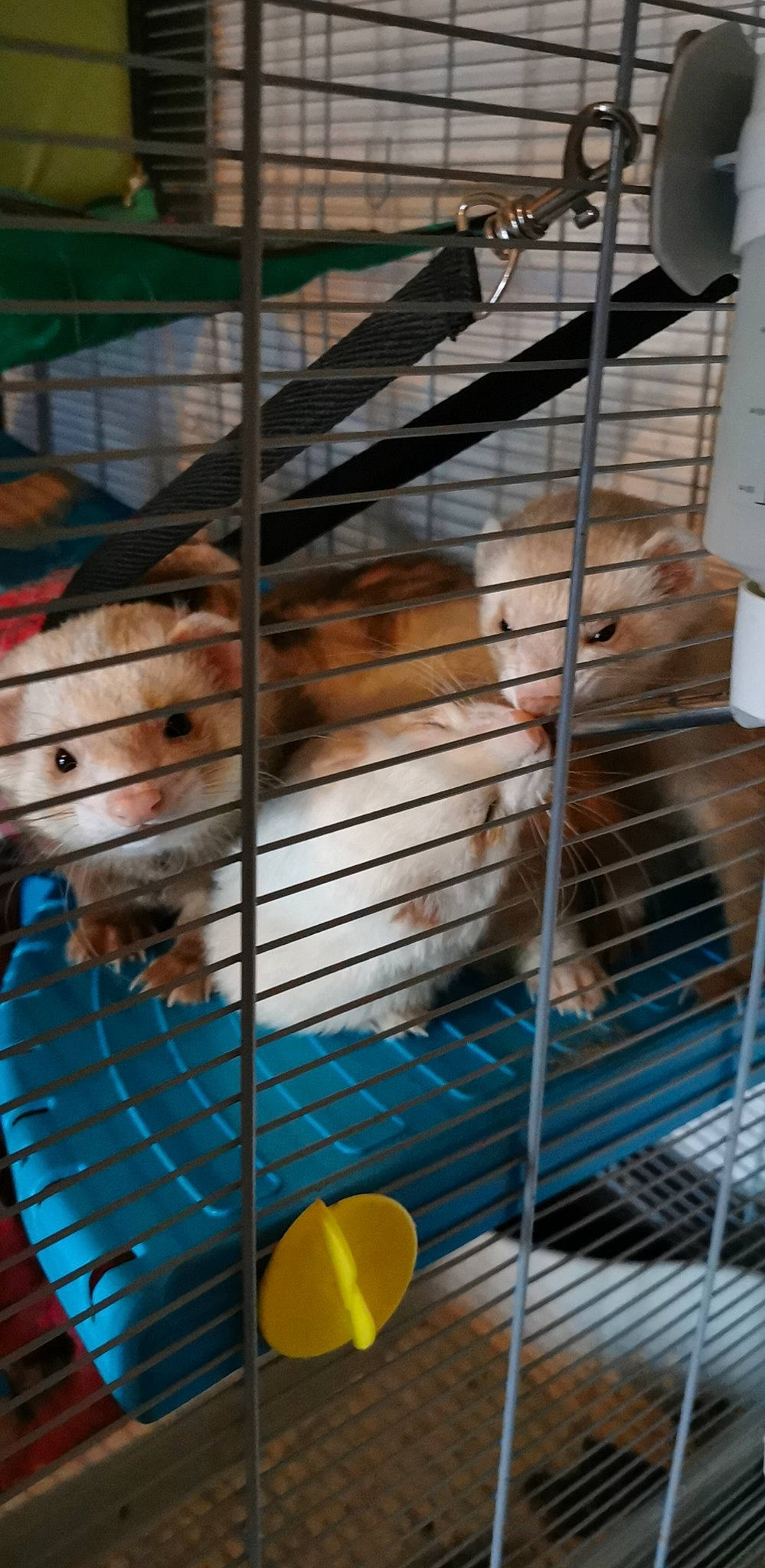 Lardon a rejoint le concours — aidez-le/la à gagner de superbes lots ! animal_shelter, cage, chinchilla, degu, gerbil, hamster, mouse, muridae, muroidea, pet_supply, rat, rodent