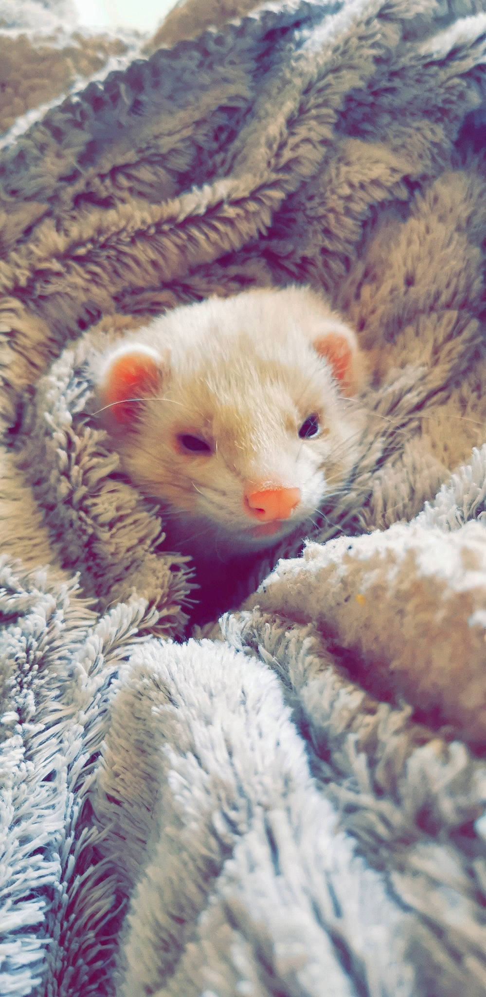 Lardon participe au concours pour gagner de l'argent avec cette photo : american_mink, carnivore, eye, fawn, ferret, fisher, fur, marsupial, marten, mink, mustelidae, mustelinae, nose, polecat, skin, snout, terrestrial_animal, weasel, whiskers, wildlife