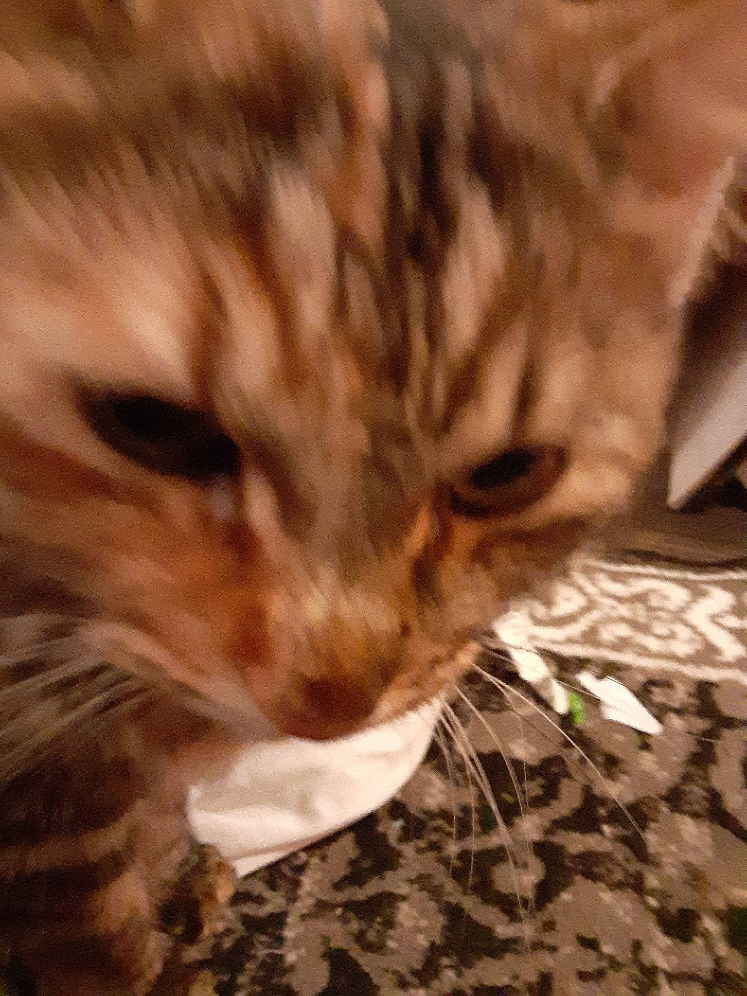 Luna joined the competition — help win amazing prizes! american_shorthair, bengal, carnivore, cat, close_up, domestic_short_haired_cat, dragon_li, european_shorthair, eye, felidae, fur, kitten, mammal, nose, pixie_bob, siberian, small_to_medium_sized_cats, snout, tabby_cat, whiskers