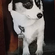 Junebug is registered to the contest to win money with this photo: animal, black_and_white, canine, close_up, collar, cute, dog, domestic_animal, ears, face, fur, furry, indoor, looking_away, nose, paws, pet, portrait, small_dog, whiskers