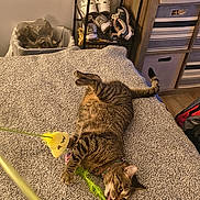 Mousey is registered to the contest to win money with this photo: bed, bedroom, blanket, cat, domestic_cat, feather_toy, feline, floor, furniture, indoor, lying_down, pet, playful, relaxed, shoe_rack, shoes, storage_bins, striped_cat, tabby_cat, toy