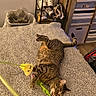 bed, bedroom, blanket, cat, domestic_cat, feather_toy, feline, floor, furniture, indoor, lying_down, pet, playful, relaxed, shoe_rack, shoes, storage_bins, striped_cat, tabby_cat, toy