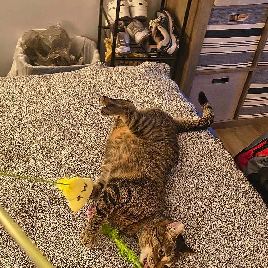 Mousey
