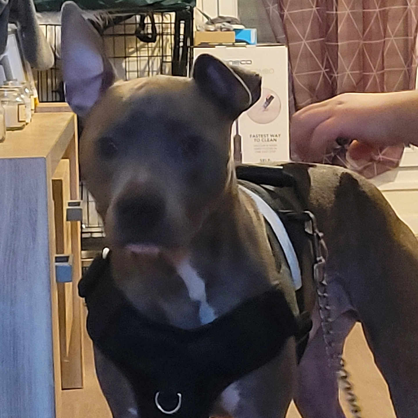 Titus participe au concours pour gagner de l'argent avec cette photo : animal, brown_dog, cage, curtains, curtains_pattern, dog, domestic, furniture, hand, harness, indoor, jar, leash, leash_chain, person_hand, pet, room, table, window, wooden_floor