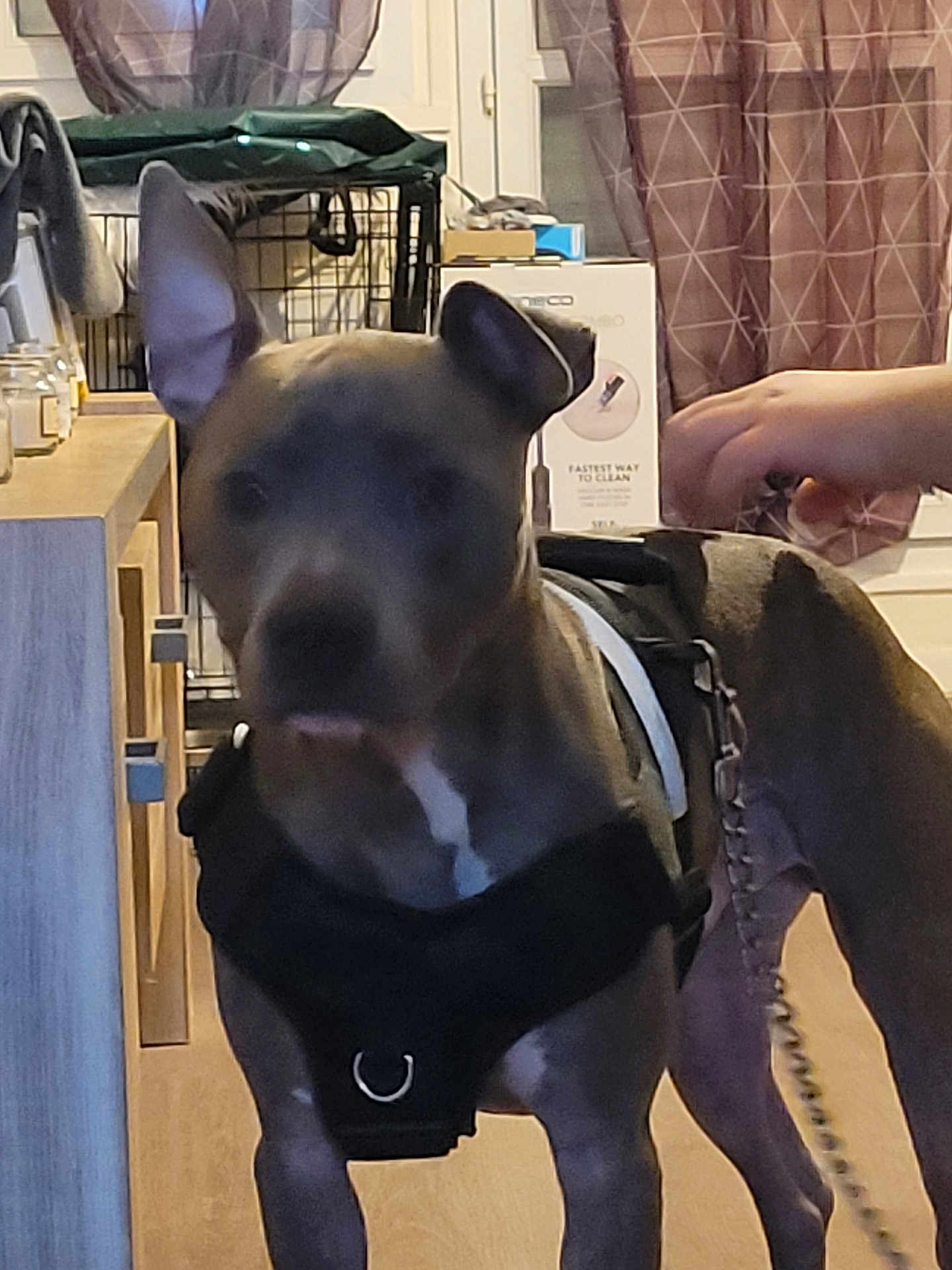 Titus participe au concours pour gagner de l'argent avec cette photo : dog, harness, indoor, hand, table, curtains, cage, wooden_floor, leash, pet, animal, brown_dog, person_hand, furniture, domestic, room, curtains_pattern, leash_chain, jar, window