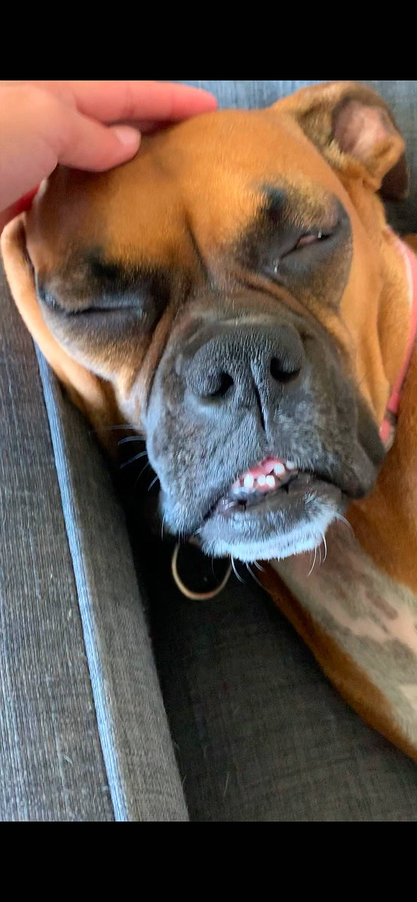 Twitter is registered to the contest to win money with this photo: boxer, british_bulldogs, bulldog, bullmastiff, canidae, carnivore, companion_dog, dog, dog_breed, dogue_de_bordeaux, ear, fawn, mammal, non_sporting_group, old_english_bulldog, olde_english_bulldogge, ori_pei, skin, snout, wrinkle