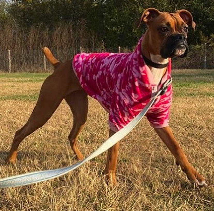 Twitter is registered to the contest to win money with this photo: american_pit_bull_terrier, american_staffordshire_terrier, boxer, canidae, carnivore, companion_dog, dog, dog_breed, fawn, mammal, non_sporting_group, pit_bull, vertebrate