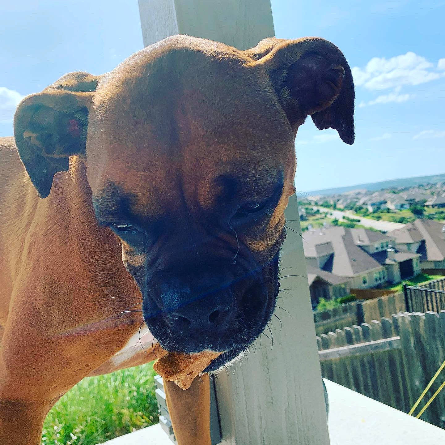 Twitter joined the competition — help win amazing prizes! alano_espanol, boxer, bullmastiff, canidae, carnivore, dog, dog_breed, ear, fawn, mammal, molosser, non_sporting_group, snout, vertebrate