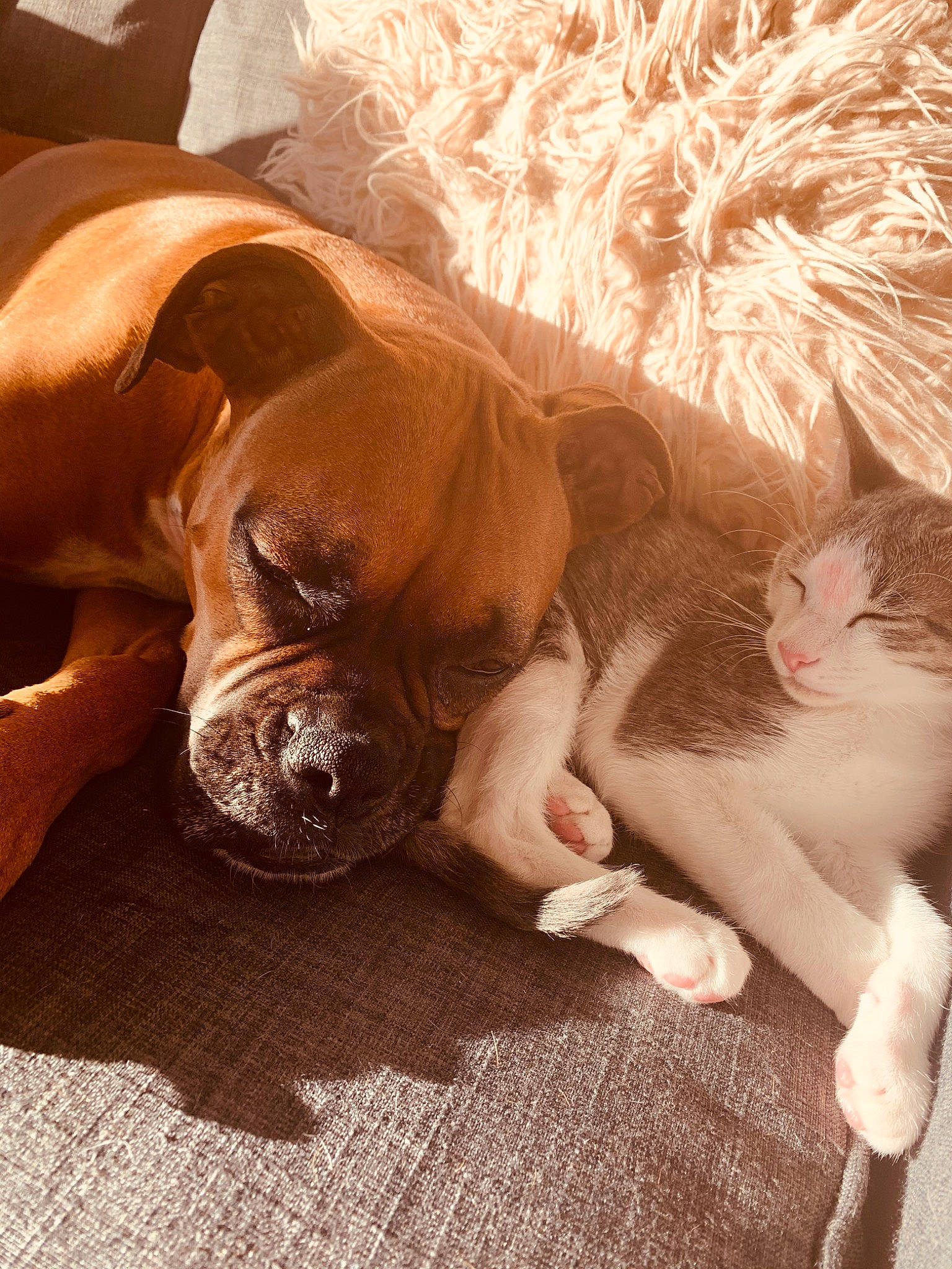 Twitter joined the competition — help win amazing prizes! american_pit_bull_terrier, boxer, bullmastiff, canidae, carnivore, dog, dog_breed, dogue_de_bordeaux, ear, fawn, mammal, non_sporting_group, old_english_bulldog, olde_english_bulldogge, pit_bull, puppy, puppy_love, snout, sporting_group, whiskers