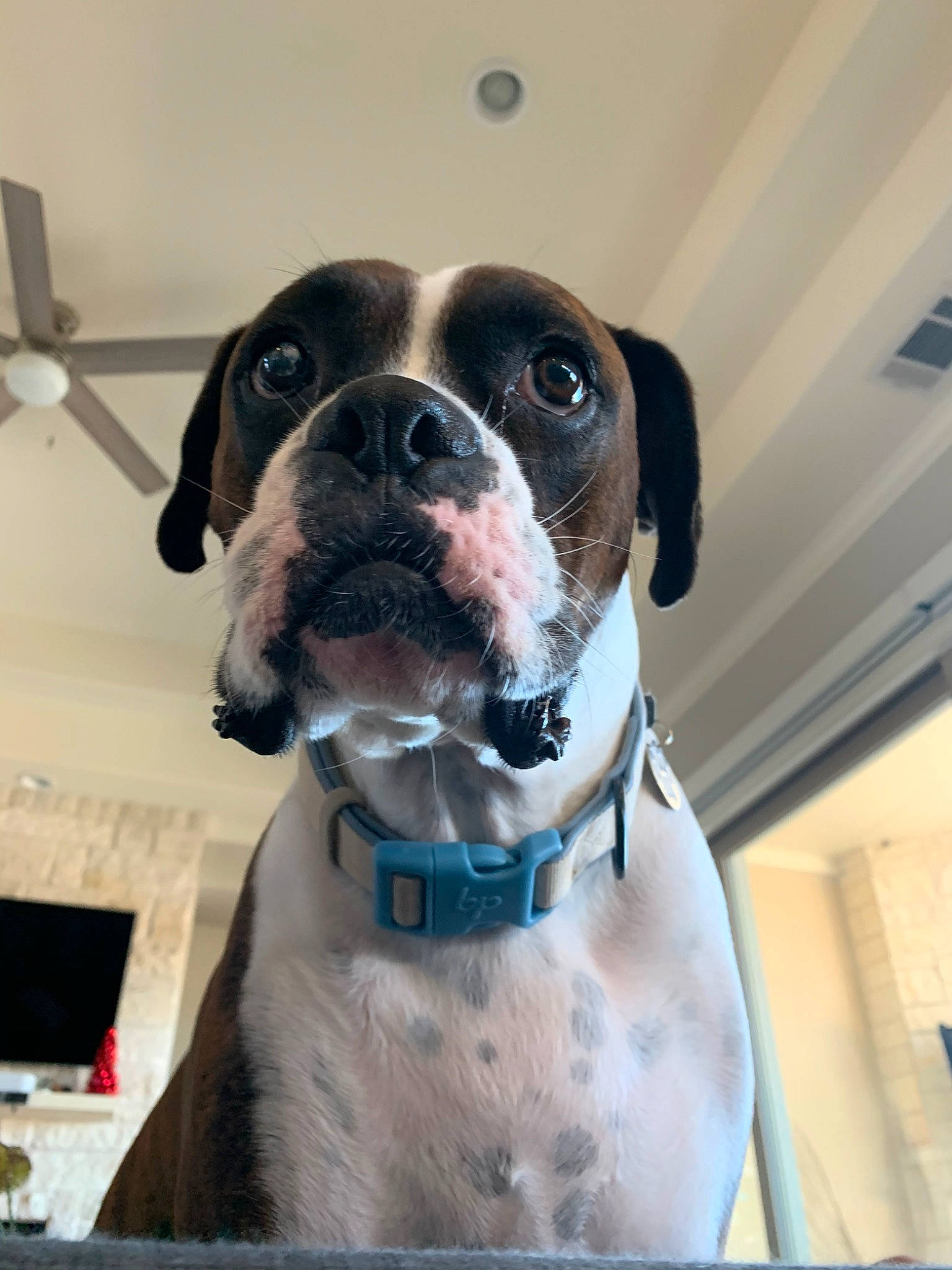 Bear joined the competition — help win amazing prizes! boxer, canidae, carnivore, collar, companion_dog, dog, dog_breed, dog_collar, ear, fawn, mammal, non_sporting_group, pointer, rare_breed_dog, snout, sporting_group, valley_bulldog, vertebrate, whiskers, working_dog