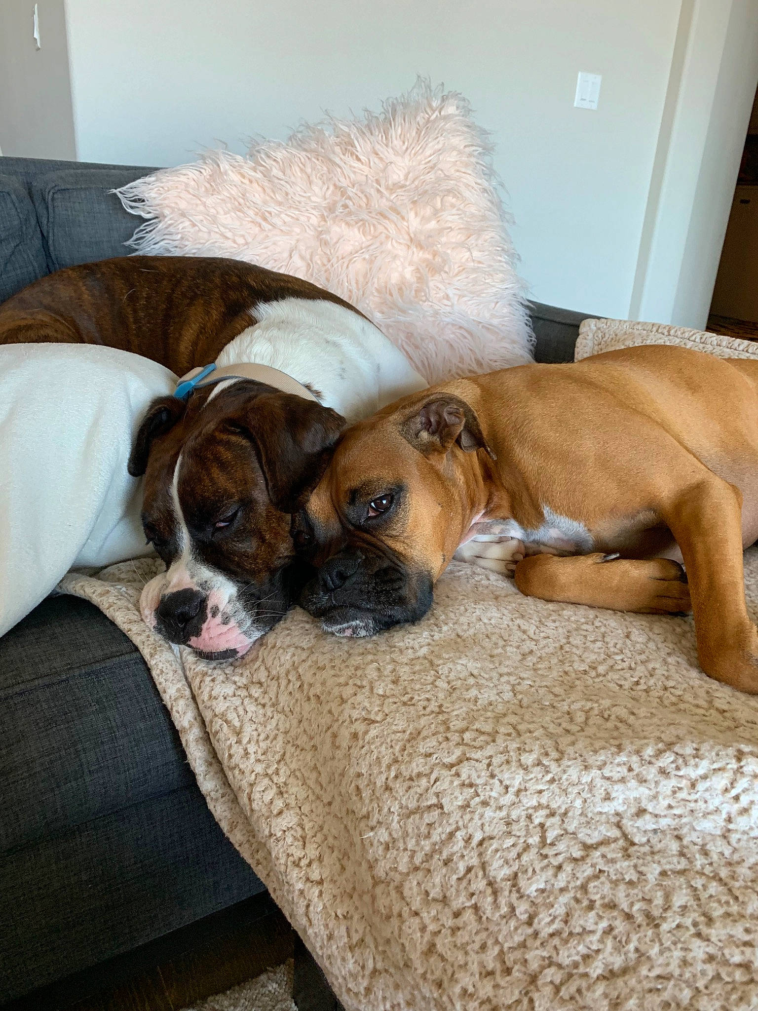 Bear joined the competition — help win amazing prizes! boxer, canidae, carnivore, comfort, companion_dog, dog, dog_breed, fawn, mammal, nap, old_english_bulldog, puppy, puppy_love, snout, working_dog