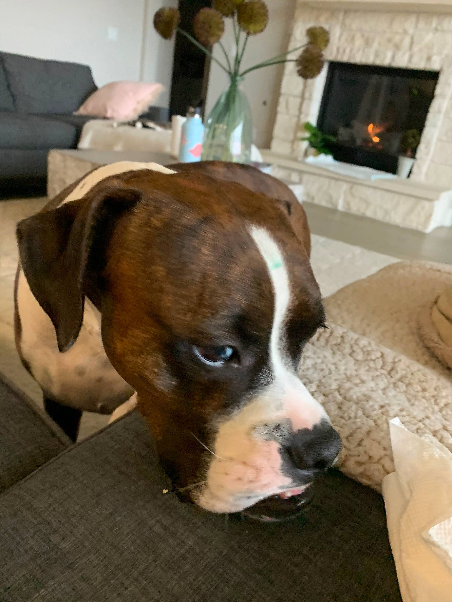 Bear is registered to the contest to win money with this photo: american_bulldog, boxer, canidae, carnivore, companion_dog, dog, dog_breed, ear, fawn, mammal, molosser, non_sporting_group, old_english_bulldog, olde_english_bulldogge, pit_bull, rare_breed_dog, snout, sporting_group, valley_bulldog, vertebrate