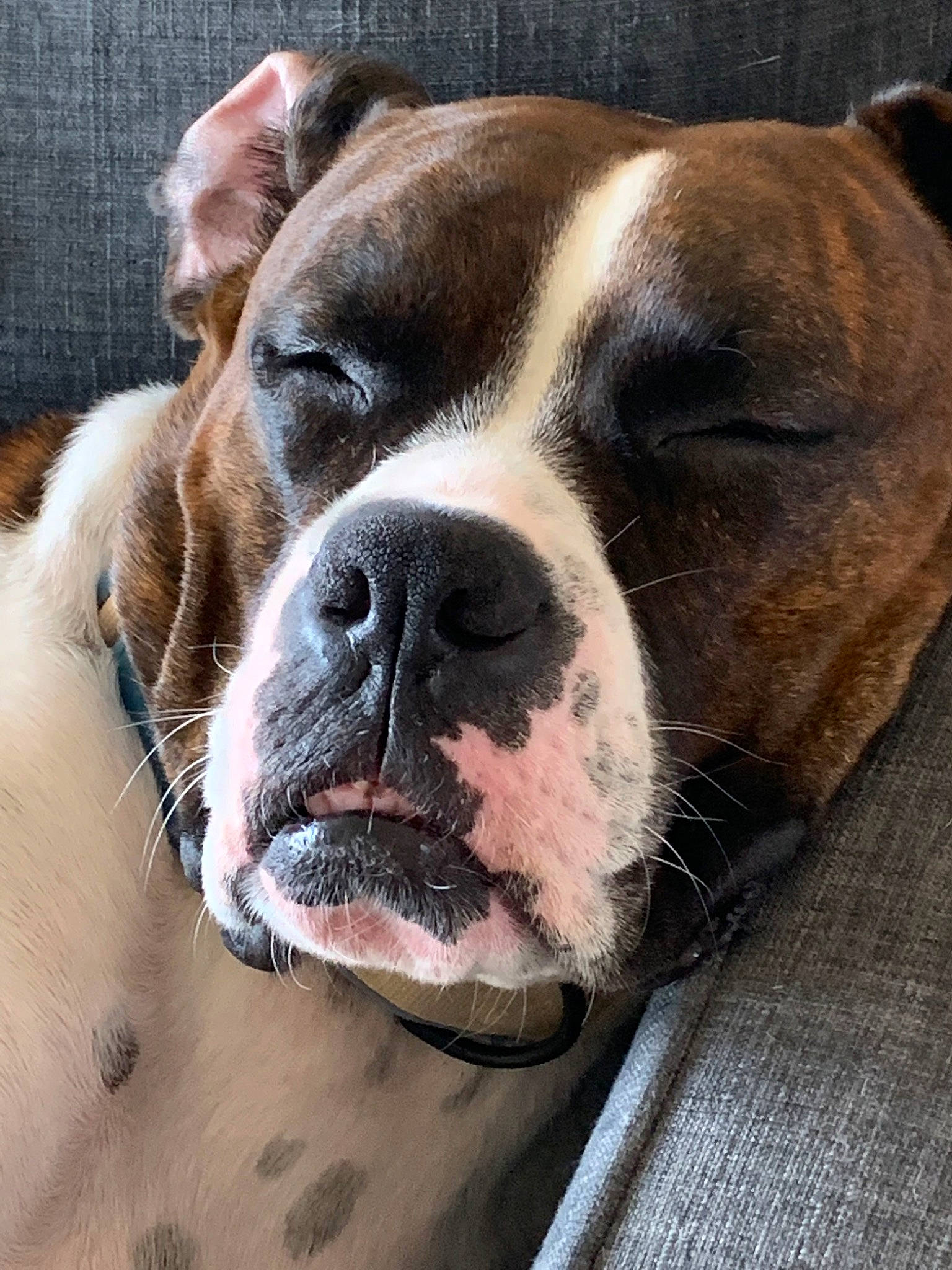 Bear joined the competition — help win amazing prizes! american_bulldog, australian_bulldog, bulldog, canidae, carnivore, dog, dog_breed, dorset_olde_tyme_bulldogge, fawn, mammal, non_sporting_group, nose, old_english_bulldog, olde_english_bulldogge, rare_breed_dog, snout, sporting_group, valley_bulldog, vertebrate, whiskers