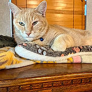 Tuggerpussy is registered to the contest to win money with this photo: cat, tabby_cat, orange_cat, pet, feline, animal, indoor, blanket, wooden_surface, collar, blue_bell, resting, cozy, fur, whiskers, ears, closeup, domestic_cat, table, relaxed