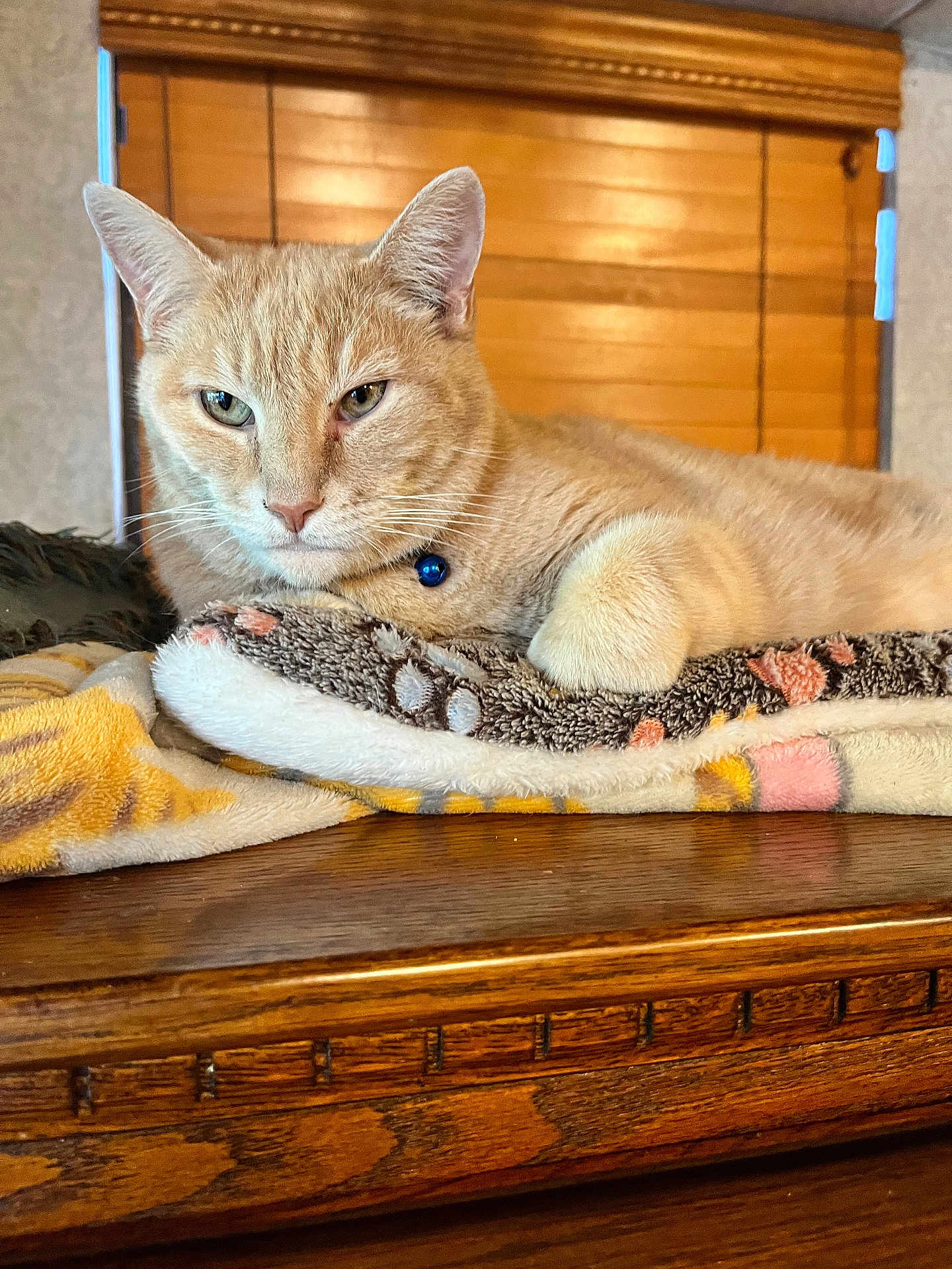 Tuggerpussy is registered to the contest to win money with this photo: cat, tabby_cat, orange_cat, pet, feline, animal, indoor, blanket, wooden_surface, collar, blue_bell, resting, cozy, fur, whiskers, ears, closeup, domestic_cat, table, relaxed