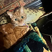 Daisy joined the competition — help win amazing prizes! cat, orange_tabby, pet, indoor, quilt, pillow, brick_wall, collar, bell, feline, fur, resting, curious, animal, mammal, closeup, cozy, domestic, cute, portrait