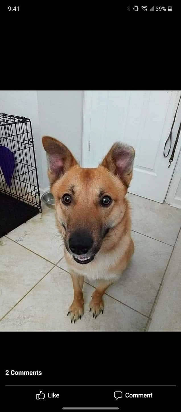 Elvis is registered to the contest to win money with this photo: carnivore, companion_dog, dog, dog_breed, dog_supply, door, fawn, floor, flooring, fur, german_shepherd_dog, herding_dog, pet_supply, snout, sporting_group, tail, terrestrial_animal, whiskers, working_animal, working_dog