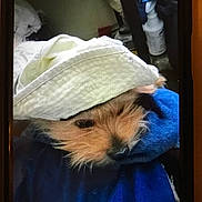 Nacho is registered to the contest to win money with this photo: accessory, animal, blanket, blue, closeup, cozy, crack, cute, dog, face, fur, fur_texture, hat, indoor, nose, pet, phone_screen, portrait, snug, white