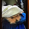 accessory, animal, blanket, blue, closeup, cozy, crack, cute, dog, face, fur, fur_texture, hat, indoor, nose, pet, phone_screen, portrait, snug, white