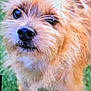 blurred_background, brown_fur, close_up, cute, dog, eyes, fluffy, fur, grass, looking_up, muzzle, nose, outdoor, paws, pet, portrait, scruffy, small_dog, terrier, whiskers
