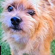 Nacho is registered to the contest to win money with this photo: blurred_background, brown_fur, close_up, cute, dog, eyes, fluffy, fur, grass, looking_up, muzzle, nose, outdoor, paws, pet, portrait, scruffy, small_dog, terrier, whiskers