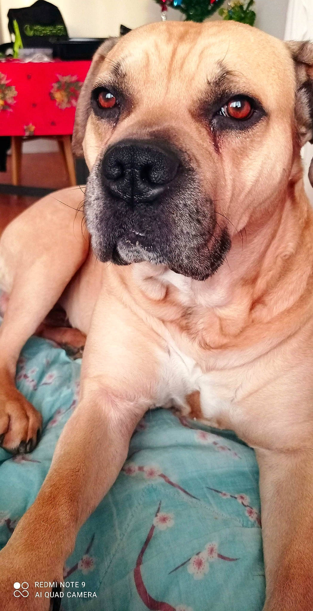 Skunk participe au concours pour gagner de l'argent avec cette photo : ancient_dog_breeds, canidae, carnivore, companion_dog, dog, dog_breed, fawn, guard_dog, molosser, non_sporting_group, photography, snout, sporting_group, water, whiskers, working_animal, working_dog, wrinkle