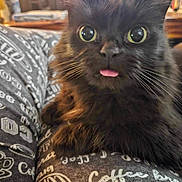 Miss Kitty joined the competition — help win amazing prizes! cat, black_cat, fluffy, pet, cute, tongue_out, close_up, indoor, cozy, patterned_fabric, text_on_fabric, whiskers, eyes, animal, domestic_cat, feline, soft_fur, relaxed, funny_expression, home