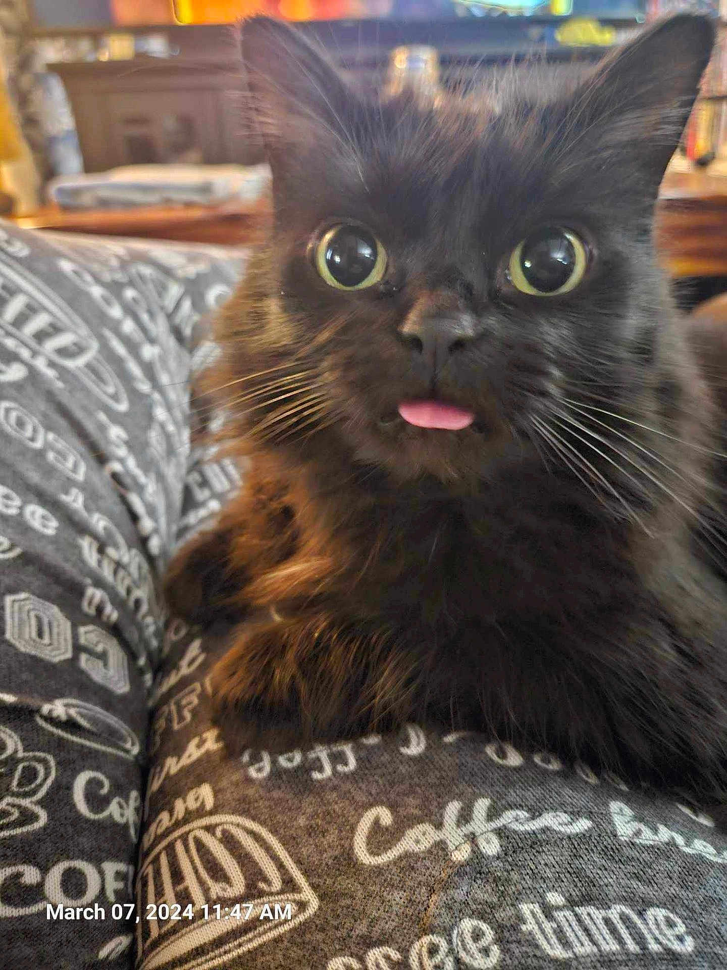 Miss Kitty joined the competition — help win amazing prizes! cat, black_cat, fluffy, pet, cute, tongue_out, close_up, indoor, cozy, patterned_fabric, text_on_fabric, whiskers, eyes, animal, domestic_cat, feline, soft_fur, relaxed, funny_expression, home