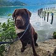 Henry a rejoint le concours — aidez-le/la à gagner de superbes lots ! dog, labrador, chocolate, bandana, leash, rock, lake, water, mountains, clouds, outdoor, nature, plants, greenery, calm, reflection, wooden_posts, pet, animal, landscape
