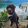 dog, labrador, chocolate, bandana, leash, rock, lake, water, mountains, clouds, outdoor, nature, plants, greenery, calm, reflection, wooden_posts, pet, animal, landscape