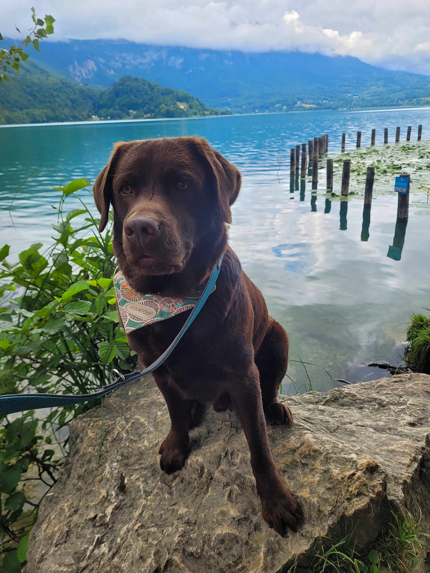 Henry a rejoint le concours — aidez-le/la à gagner de superbes lots ! dog, labrador, chocolate, bandana, leash, rock, lake, water, mountains, clouds, outdoor, nature, plants, greenery, calm, reflection, wooden_posts, pet, animal, landscape