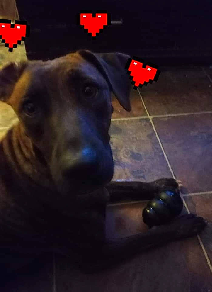 Onxy is registered to the contest to win money with this photo: canidae, carmine, carnivore, companion_dog, cross, darkness, dog, dog_breed, electric_blue, flooring, font, logo, photo_caption, road_surface, sporting_group, square, symbol, tints_and_shades, working_animal