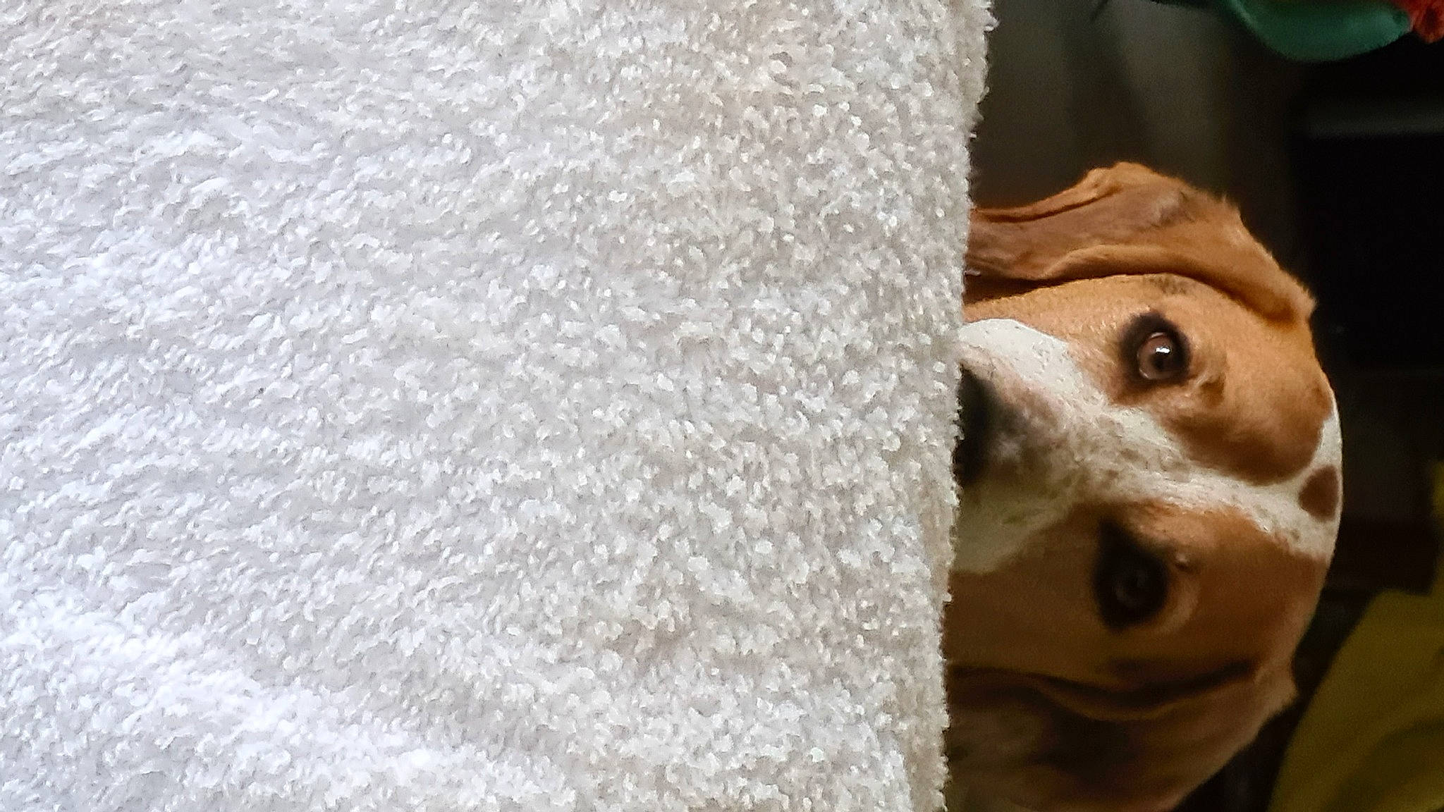 Miko a rejoint le concours — aidez-le/la à gagner de superbes lots ! canidae, carnivore, comfort, companion_dog, couch, dog, dog_breed, ear, fawn, fur, jaw, linens, puppy, scent_hound, selfie, snout, sporting_group, whiskers, wood, working_animal