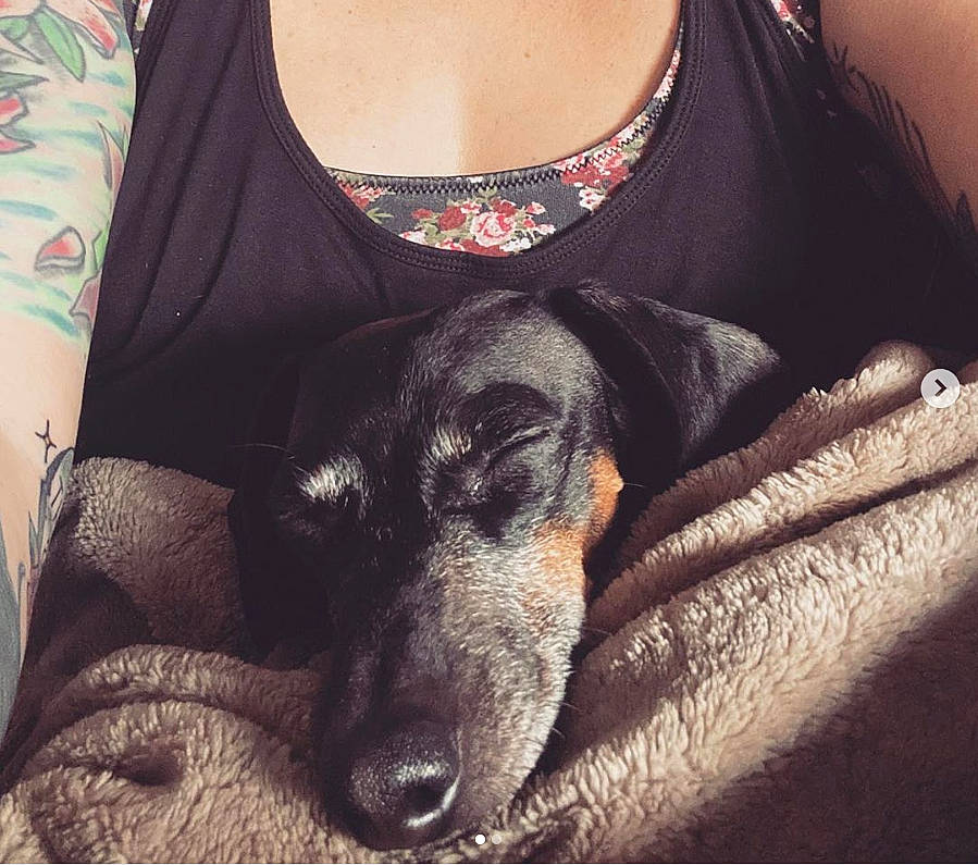 Sexy Rexy is registered to the contest to win money with this photo: beauty, canidae, carnivore, dachshund, dog, dog_breed, labrador_retriever, lurcher, puppy, sporting_group