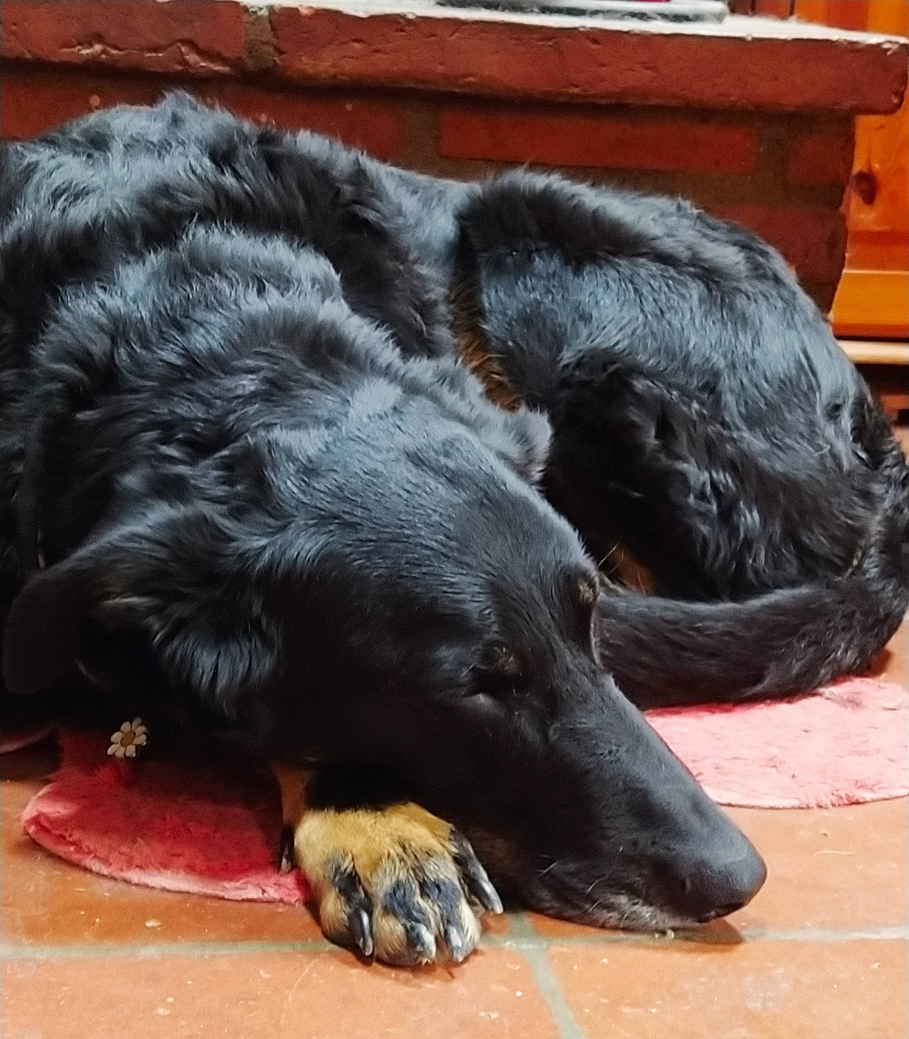 Hanka participe au concours pour gagner de l'argent avec cette photo : canidae, carnivore, dog, dog_breed, flat_coated_retriever, snout, sporting_group, vertebrate
