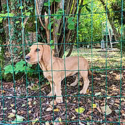 Tomy a rejoint le concours — aidez-le/la à gagner de superbes lots ! puppy, dog, fence, green_fence, leaves, trees, garden, outdoor, nature, brown_dog, young_dog, grass, plants, trunk, tree, curious, standing, daylight, yard, pet