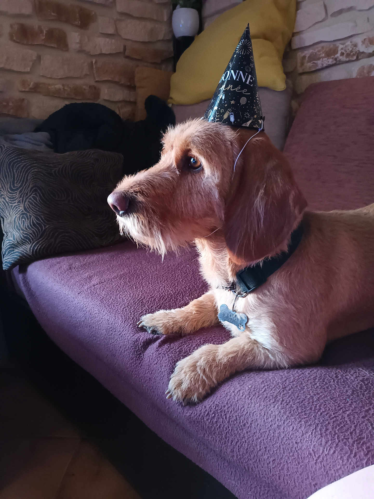 Tomy a rejoint le concours — aidez-le/la à gagner de superbes lots ! dog, party_hat, couch, indoor, pet, brown_fur, collar, relaxed, side_view, purple_couch, brick_wall, cozy, home, animal, domestic_dog, fur, paw, resting, decor, furniture
