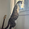 cat, window, curious, indoor, string_lights, guitar, bed, furniture, pet, animal, white_wall, daylight, standing, feline, tail, paw, looking_out, home, cozy, interior