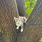 Kovu participe au concours pour gagner de l'argent avec cette photo : kitten, cat, tree, leash, collar, outdoor, nature, greenery, bark, young_animal, pet, curious, animal, feline, wildlife, close_up, daylight, exploration, adventure, cute