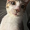 Kovu a rejoint le concours — aidez-le/la à gagner de superbes lots ! cat, close_up, whiskers, curious, pet, animal, feline, ears, face, fur, indoor, wide_eyes, looking_down, soft_light, domestic_cat, tabby, white_fur, brown_fur, nose, portrait