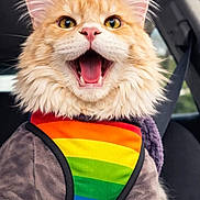 Ron-Flexter participe au concours pour gagner de l'argent avec cette photo : animal, car_interior, cat, closeup, cute, domestic_cat, feline, fluffy, fur, happy, indoor, mouth_open, orange_cat, pet, pet_accessory, portrait, rainbow_harness, seatbelt, whiskers, yellow_eyes