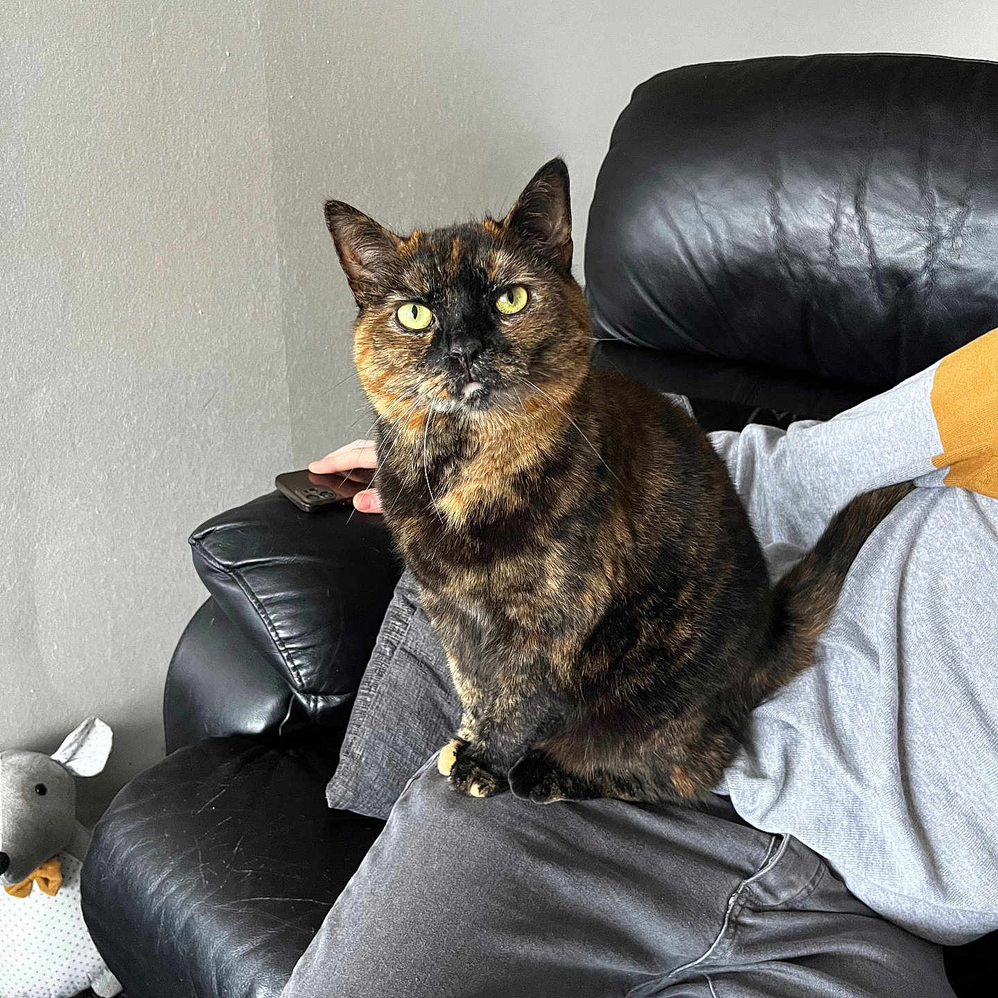 Nala joined the competition — help win amazing prizes! adult, animal, armchair, cat, chair, clothing, couch, cushion, electronics, furniture, homedecor, male, man, mobilephone, pants, person, pet, phone, sitting, toy
