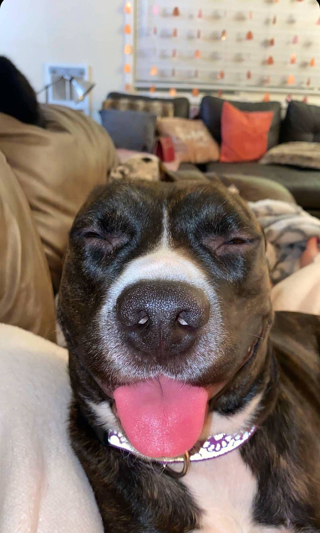 Itty Bitty joined the competition — help win amazing prizes! carnivore, collar, comfort, companion_dog, couch, dog, dog_breed, dog_collar, ear, fawn, fur, giant_dog_breed, guard_dog, lamp, picture_frame, room, snout, sporting_group, whiskers, working_animal