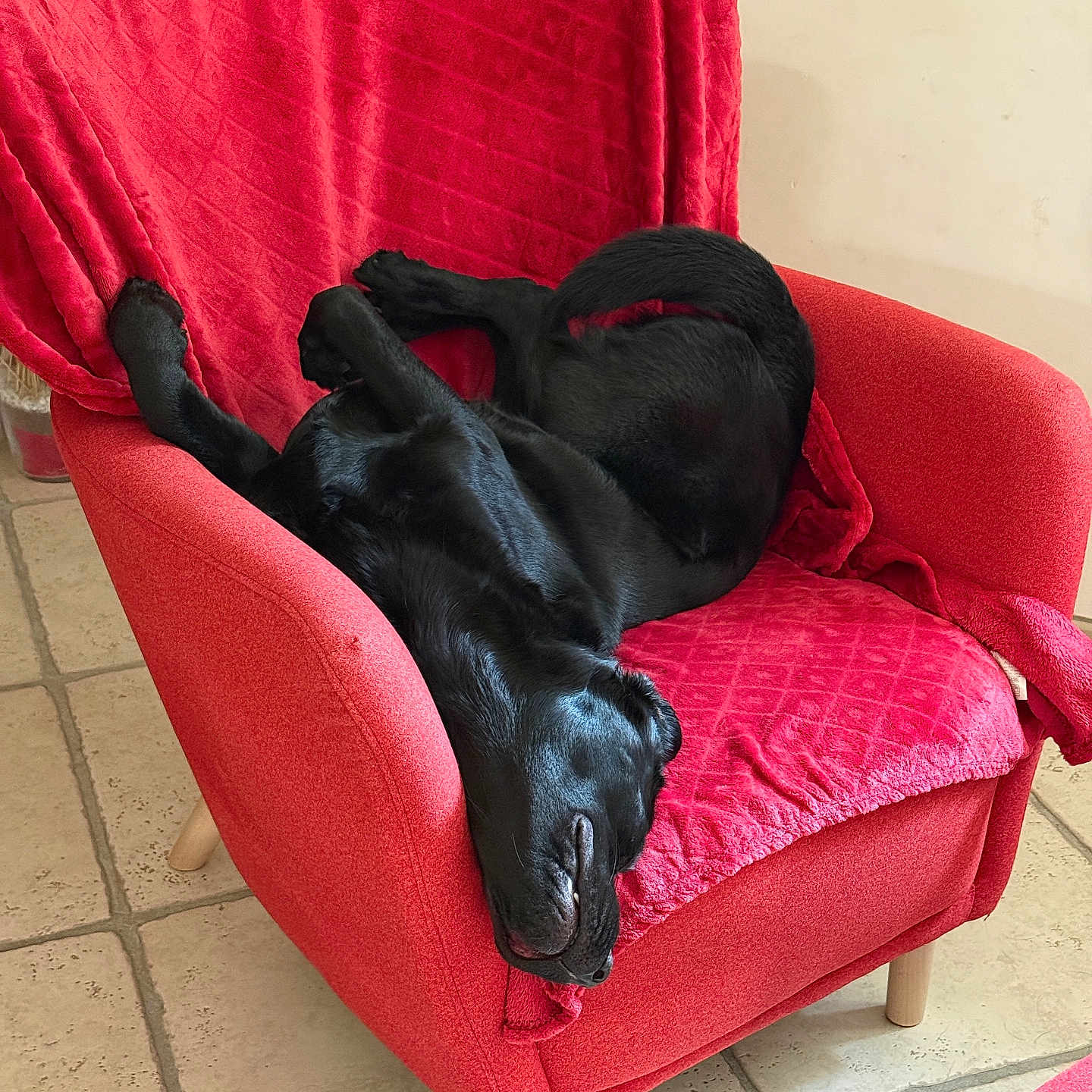 Ulla participe au concours pour gagner de l'argent avec cette photo : animal, black_dog, blanket, canine, cozy, dog, domestic_animal, furniture, indoor, living_room, nose, paw, pet, red_armchair, relaxed, resting, sleeping, tile_floor, tongue_hidden, upside_down