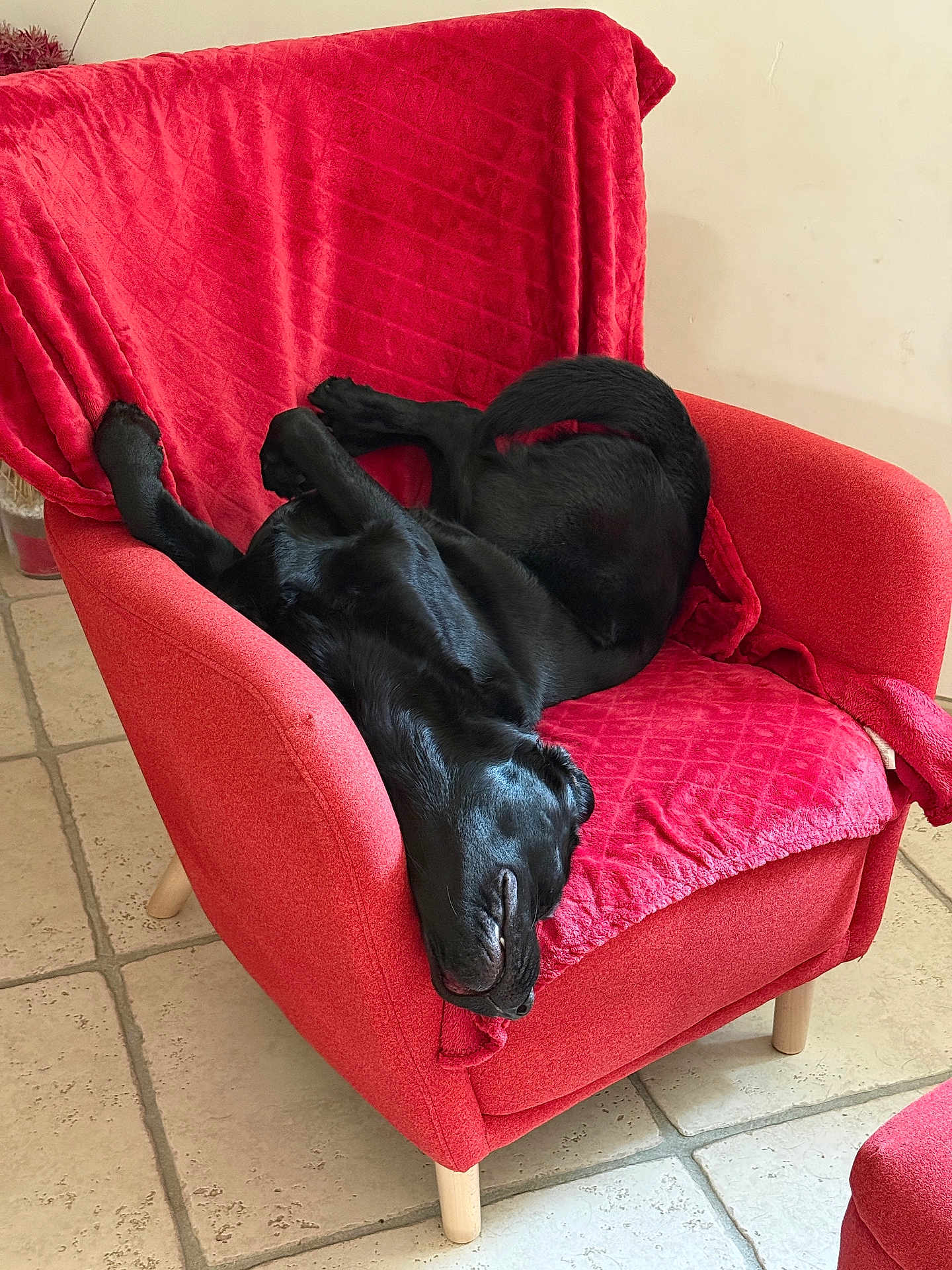 Ulla participe au concours pour gagner de l'argent avec cette photo : dog, black_dog, upside_down, red_armchair, indoor, tile_floor, relaxed, pet, furniture, canine, resting, sleeping, domestic_animal, cozy, animal, paw, nose, tongue_hidden, living_room, blanket