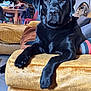 Ulla participe au concours pour gagner de l'argent avec cette photo : dog, labrador, black_dog, pet, couch, living_room, furniture, indoor, animal, canine, relaxed, domestic, home, cozy, table, chair, blanket, fur, portrait, resting