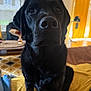 dog, black_dog, pet, indoor, close_up, nose, eyes, fur, sitting, blanket, curtains, home, living_room, cozy, animal, mammal, companion, portrait, domestic_animal, furniture