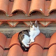 Yoda participe au concours pour gagner de l'argent avec cette photo : cat, animal, terracotta_roof, relaxed, outdoor, roof_tiles, resting, feline, orange, white, brown, sunlight, daytime, quiet, peaceful, nature, texture, pattern, curved, architecture